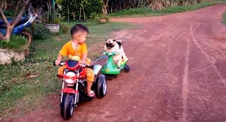 Gutten tar med hundene på tur – men her tas det ikke hensyn til klønete passasjerer!