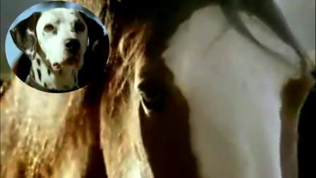 Hesten ser at hunden får en godbit for hente pinnen – det den gjør da er genialt!