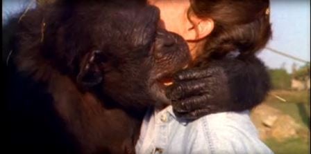 Apen glemmer aldri hva Linda gjorde for henne – her ser vi den rørende gjenforeningen etter 18 år!