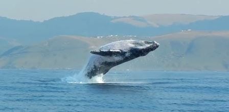 En dykker i gummibåt treffer på en hval på 40 tonn – og filmer den utrolige opplevelsen!