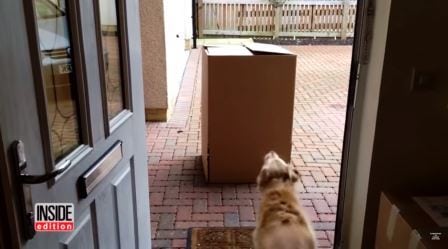 Hunden er skeptisk til esken utenfor døren, men sjekk reaksjonen i det hun forstår hva det er!