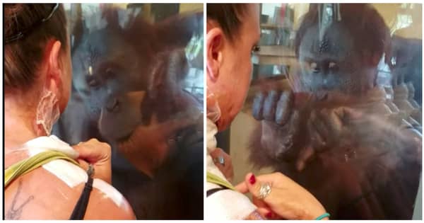 Apen ser at kvinnen er skadet, og viser at dyr forstår så mye mer enn vi kanskje tror!