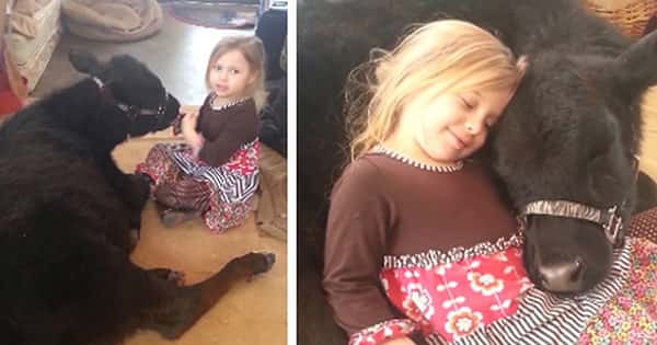 Den 5 år gamle jenta smugler kua inn i huset, se det søte øyeblikket når den sovner i fanget hennes!
