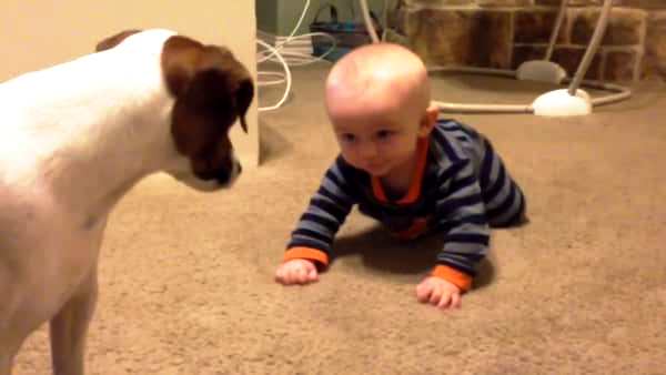 Hunden kikker på babyen, men det er hva den gjør som er til smelte av!