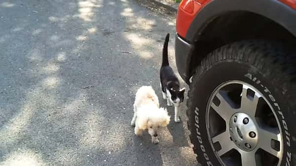 Den blinde hunden går rett mot  bilen – da reagerer katten lynraskt!