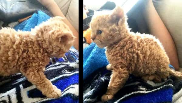 En twitterbruker la ut bilder av den krøllete kattungen, og nå har den sjarmert nettet i senk!