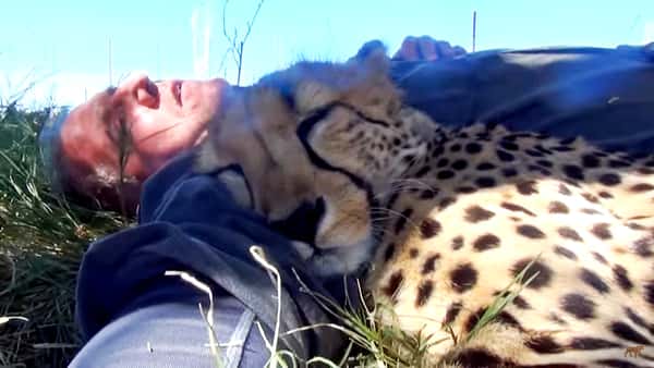 Han legger seg i gresset, og da kommer det en gepard smygende og gjør det utrolige!