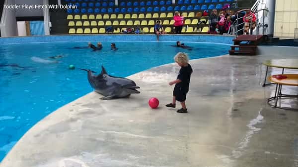 Gutten triller ballen mot delfinen, og det som skjer da er bare så søtt!