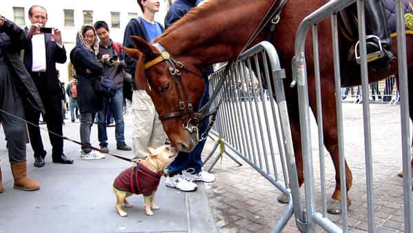 En liten hund møter en stor politihest – de to får folk rundt til å le godt!