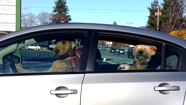 Hundene er lei av vente i bilen – det de gjør får alle på parkeringsplassen til å le!