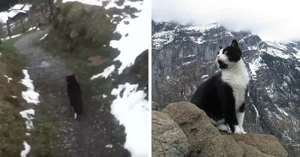 Han gikk seg vill i fjellet, men så traff han denne katten. Det som skjer da er nesten ikke til å tro!
