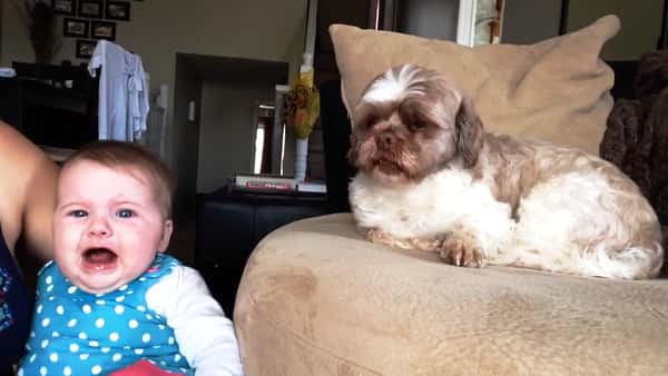Hunden liker ikke at babyen sutrer, og reaksjonen er helt herlig!