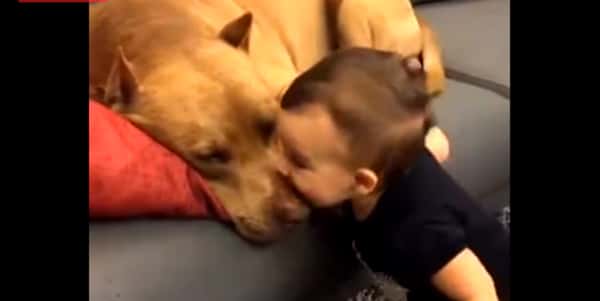 Babyen gir pitbullen et kyss – reaksjonen til hunden kunne ikke vært søtere!
