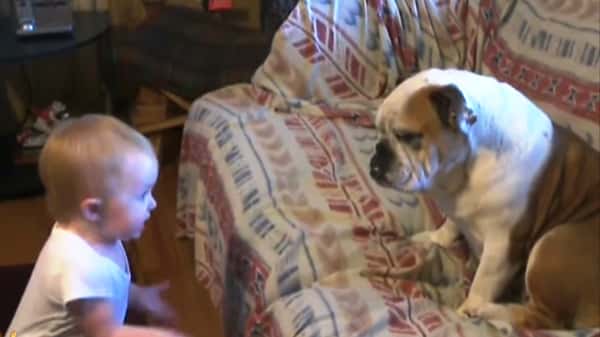 Babyen «kjefter» på bulldoggen, og reaksjonen til hunden er ubetalelig!