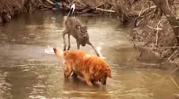 Hunden møter en hjort i skogen, og det som skjer er så vakkert!