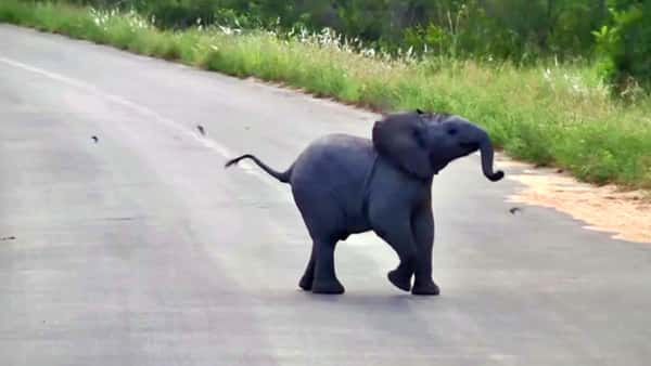 Elefantungen oppdager en flokk med svaler, og reaksjonen kunne ikke vært søtere!