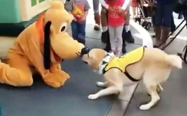 Førerhunden under opplæring møter selveste Pluto, se den morsomme reaksjonen!