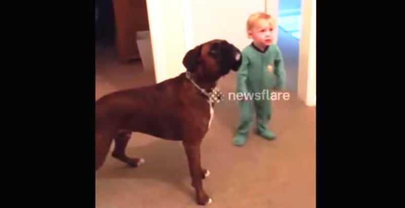 Pappa ber hunden om å sitte – det gutten gjør da kunne ikke vært søtere!