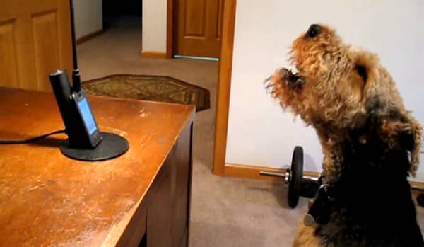 Mor ringer hjem og snakker med hunden – hun ler godt når hun hører hva han har å si!