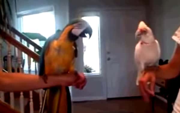 Papegøyene sitter på hver sin arm, men se den morsomme reaksjonen når musikken starter!