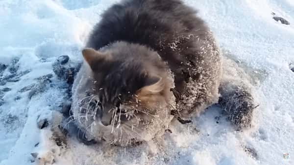 Paret fant en stivfrossen katt – da de prøvde å løfte den opp skjønte de hva de måtte gjøre!