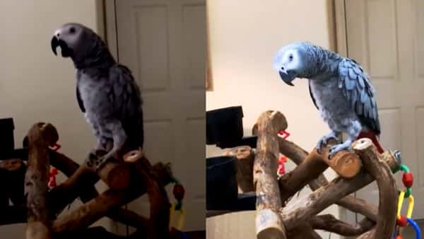 Papegøyen får hele stua til å lyse, og det klarer hun bare ved å bruke stemmen!