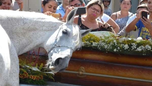 Hesten har mistet sin kjære eier og venn. Ved kisten hans viser den sitt savn på denne rørende måten!