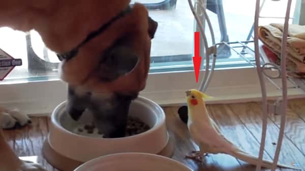 Hunden spiser maten sin, men se hva som skjer når fuglen dukker opp!