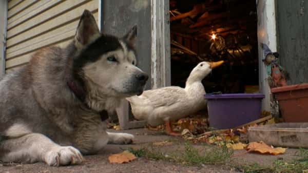 Hunden hadde ingen venner, og det hadde ikke anda heller, nå er de bestevenner!