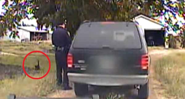 Politimannen har stoppet en bil og skriver ut en en bot, men se hvem som kommer og «overfaller» ham!