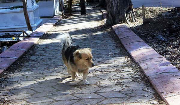 Hunden går lange turer hver dag etter eierens død, men en dag følger sønnen etter og innser den hjerteskjærende sannheten!