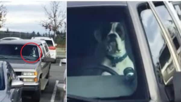 Mens eieren handlet måtte hunden sitte i bilen, da klarte den å få hele internett til å le!