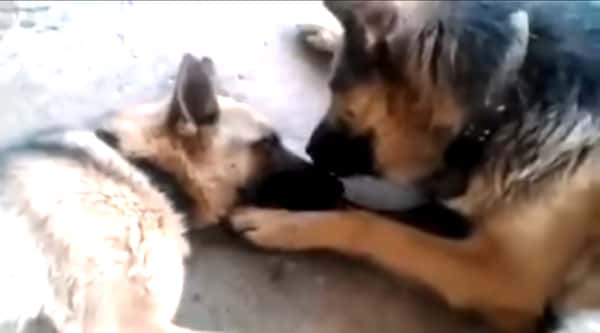 Hundefaren «kysser» den nybakte Schæfermoren, men se når kameraet zoomer ut! 😍
