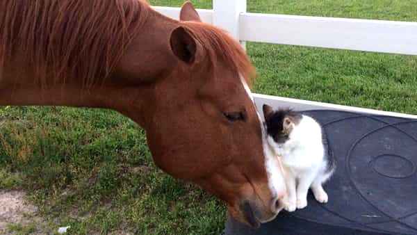 Katten har fulgt etter hesten siden den var kattunge – nå er de uadskillelige!