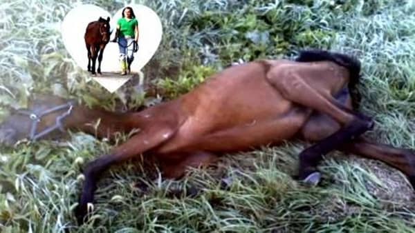 Den unge jenta fant hesten døende i en grøftekant – det som skjer videre er virkelig så flott å se!