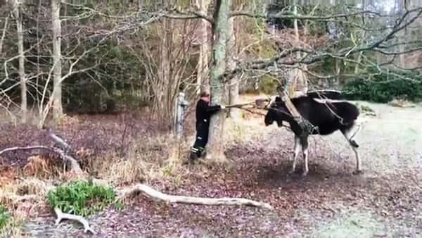 Svenske Leif (73) så at elgen kjempet for livet – da var han ikke sen med å handle!