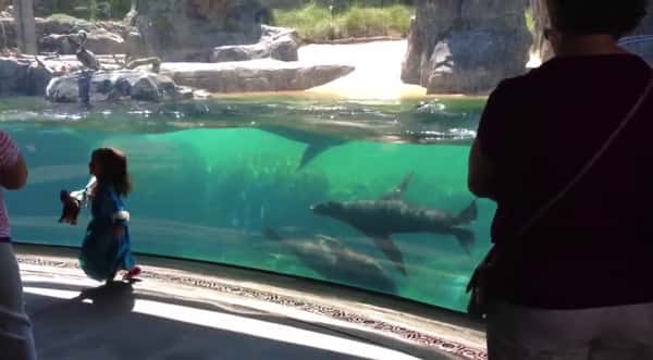 Den lille jenta snubler foran akvariet –  sjekk den utrolige reaksjonen til sjøløven!