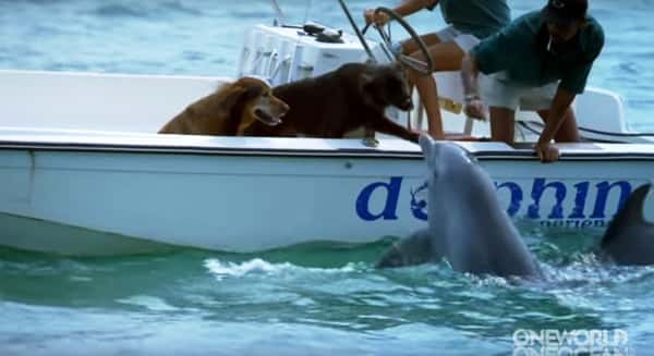 Hundene sitter i båten – men se hva som skjer når delfinen hopper opp av vannet!