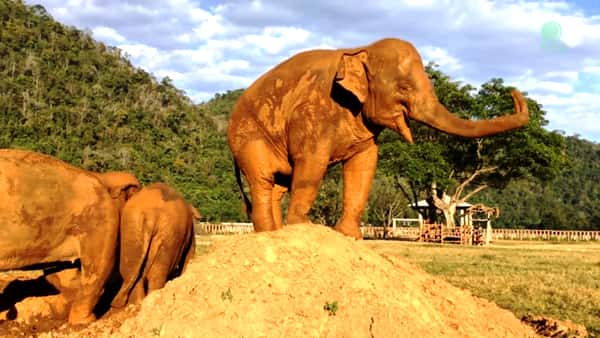 Elefanten er lei av å bli dyttet ned fra sandhaugen – se hennes «grusomme» hevn!