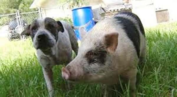 Dyrevennene fant en gris og en hund som var på rømmen i sammen, men visste ikke at de var bestevenner!