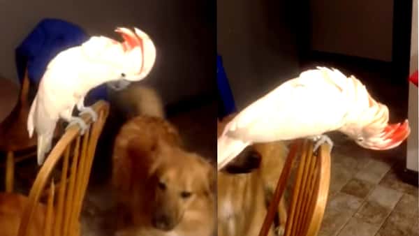 Hundene kommer inn til kakaduen – men se den morsomme reaksjonen til fuglen!