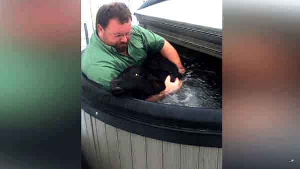 Bonden oppdaget at den nyfødte kalven holdt på å fryse ihjel, og tok den med seg i badestampen!