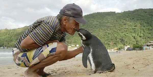 Han reddet pingvinen fra den visse død – det som skjer etterpå er utrolig rørende!