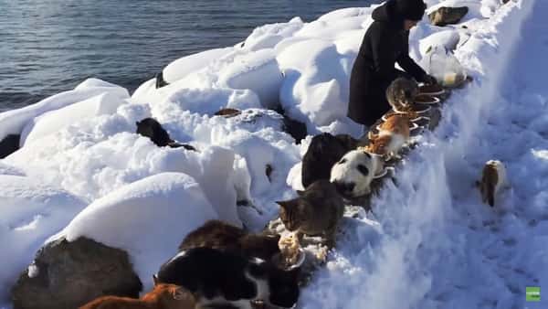 Hun trosser kulde og snø – for å gi mat til hundrevis av hjemløse katter!