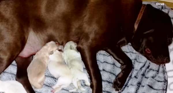 Hundemor er stolt av sine nyfødte valper, men én av dem får eieren til å klø seg i hode!