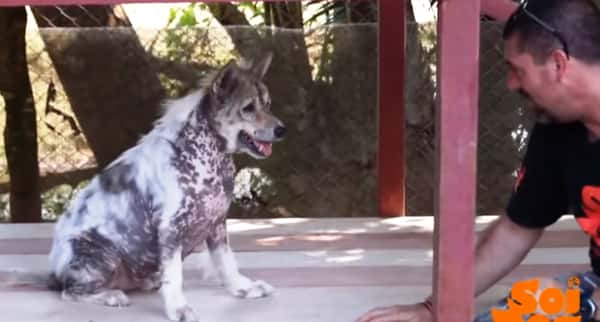 Gatehunden forstår at det endelig er noen som vil adoptere ham, se hvordan han danser av glede!