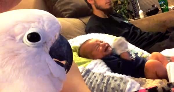 Babyen vil ikke slutte å gråte, men hør hva kakaduen sier til ham da!