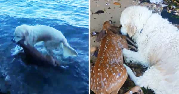 Hunden ser at hjortekalven holder på å drukne og nøler ikke – men hopper ut i vannet og redder den!
