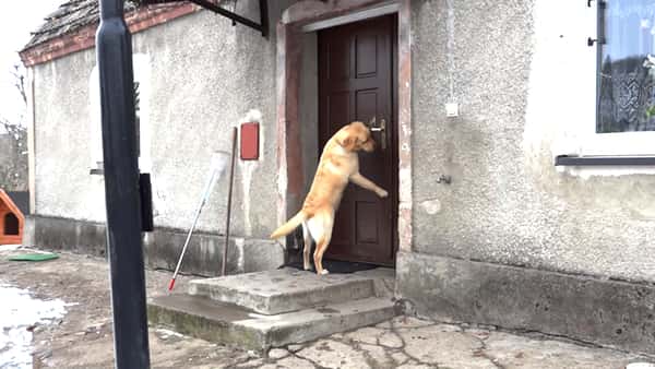 Hunden vil inn og noen har låst døren, men se hva den gjør da!