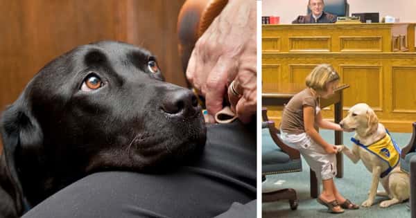 Det er skummelt å vitne foran overgriperen sin i retten, men disse hundene gjør det enklere!